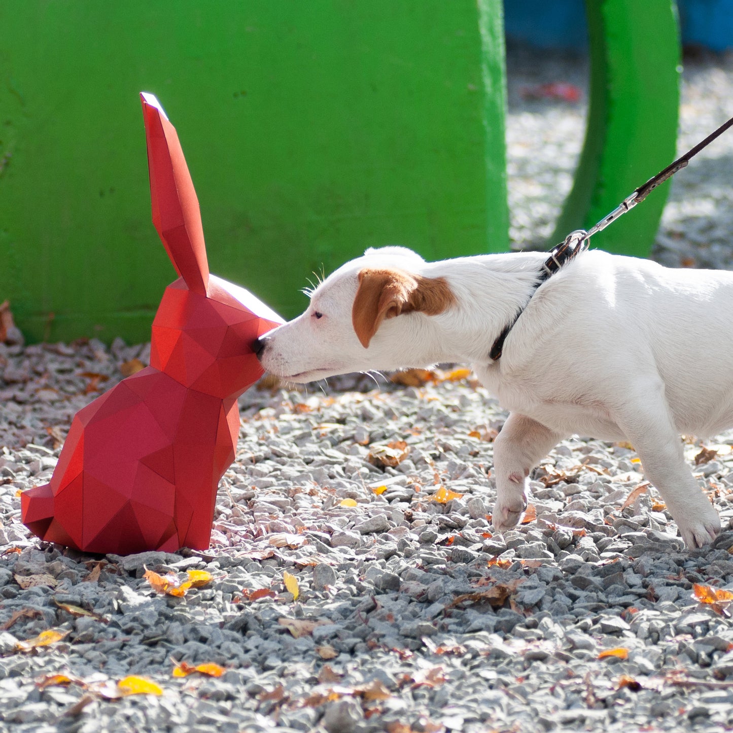 Rabbit