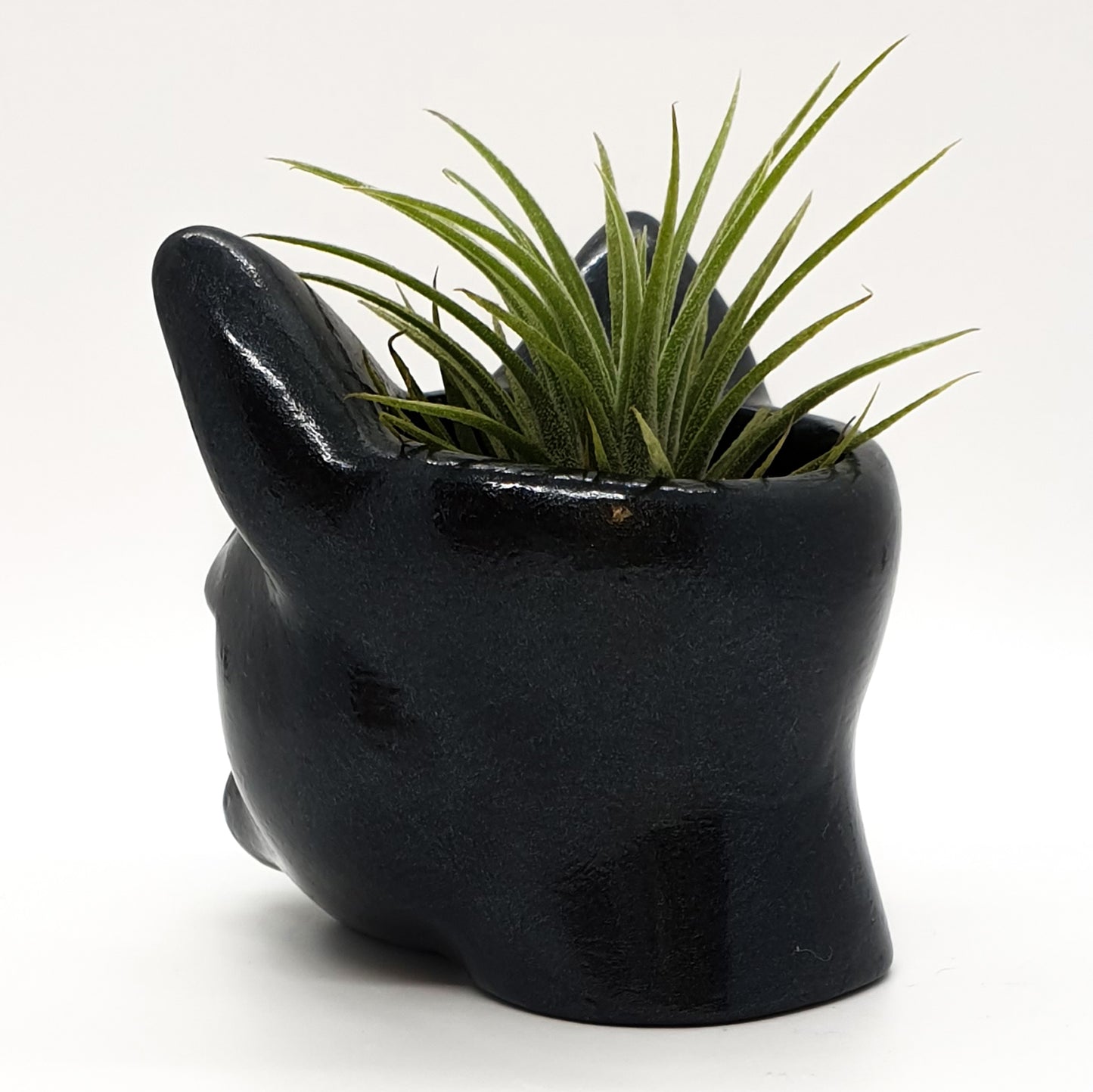 CAT PLANTER