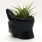 CAT PLANTER