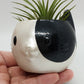 CAT PLANTER