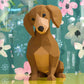 Dachshund