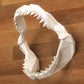 Jaw, Shark Tooth