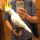 Cockatoo / Parrot