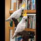 Cockatoo / Parrot
