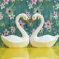 Swan