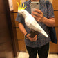 Cockatoo / Parrot